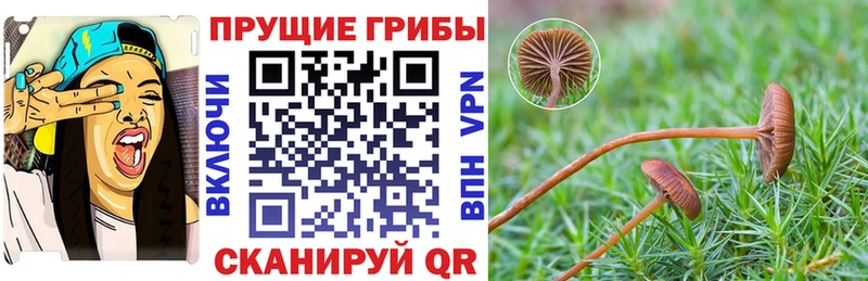 где можно купить наркотик  Пенза  Галлюциногенные грибы прущие грибы 